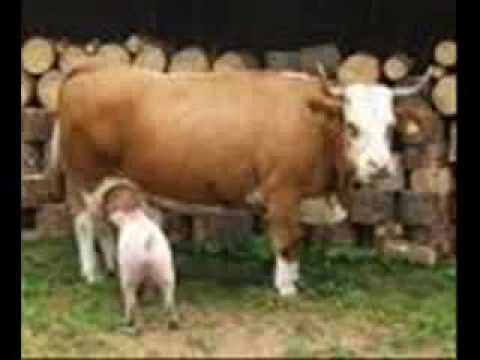 Youtube: Auf der Alm da steht a Kuh
