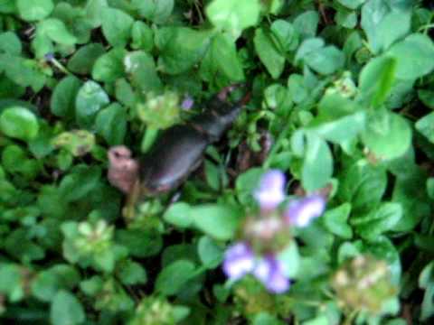 Youtube: Fliegender  Hirschkäfer (lucanus cervus) 1/3  am 22. Juli 2009