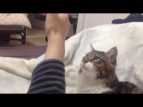 Youtube: Cat Wants To Hug His Arm