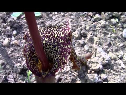 Youtube: Typhonium venosum Eidechsenwurz Fliegen Amorphophallus
