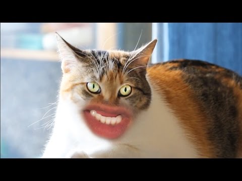 Youtube: MEOW