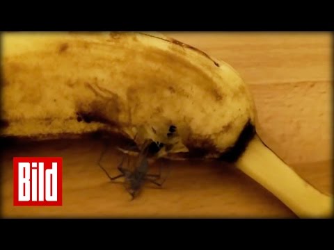 Youtube: Spinne ist voll Banane - Horror aus Südamerika ( Schale / Horrofilm / Spider )