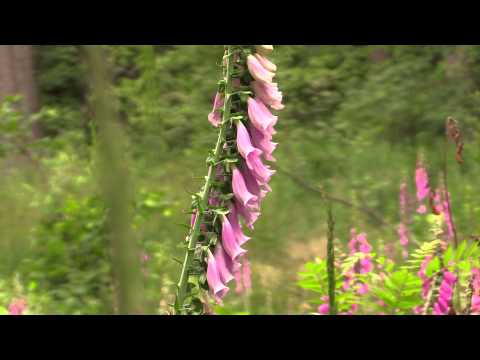 Youtube: [HD] Paradise of Digitalis (Fingerhut)