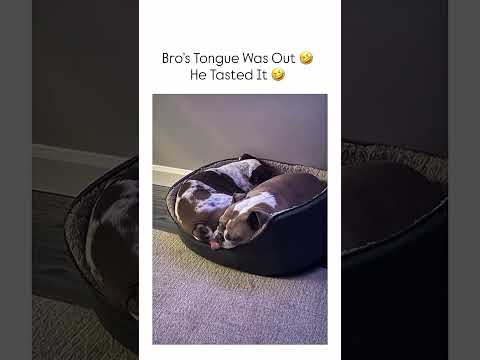 Youtube: Bro tasted it 🤣