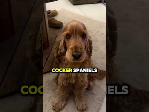 Youtube: Triff den Cocker Spaniel. #cockerspaniel #hundeliebe #hundefakten