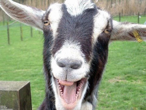 Youtube: Funny Goats Screaming like Humans
