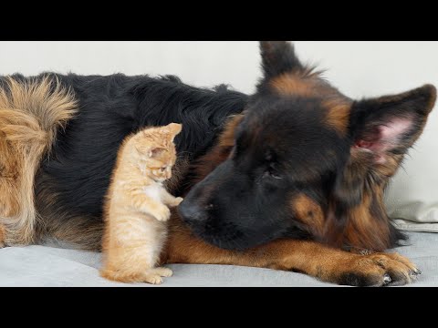 Youtube: German Shepherd Attacked By Adorable Kitten!