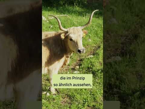Youtube: Rinder in Natur-Action!
