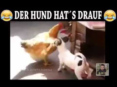 Youtube: Der Hund hat's drauf