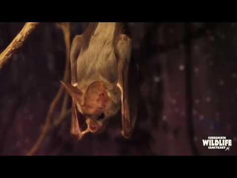 Youtube: Ghost Bats