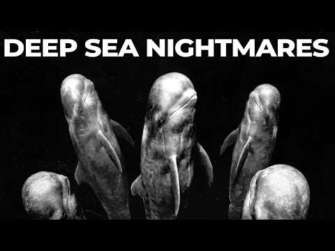 Youtube: Why Are Orcas Terrified of Pilot Whales?