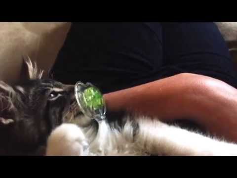 Youtube: Ruxin the kitten with his pacifier