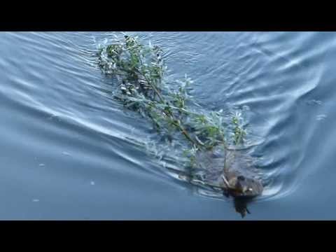 Youtube: Biber zieht  einen langen Ast durchs  Wasser.Beaver watching ,Europäischer Biber,Eurasian Beaver