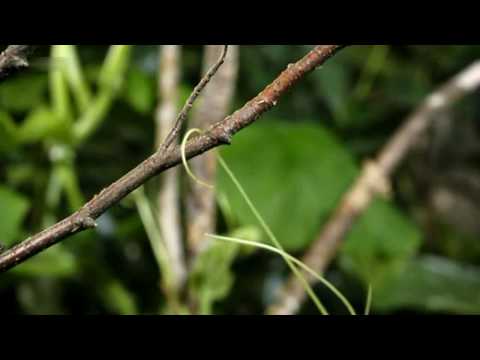 Youtube: Kluge Pflanzen - Wie die wilden Tiere 1v4 Doku EP01 HD