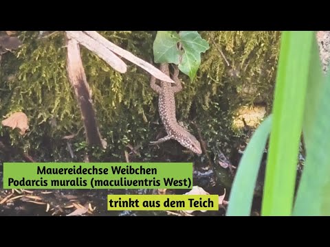 Youtube: Mauereidechse Weibchen trinkt aus dem Teich Podarcis muralis (maculiventris West)