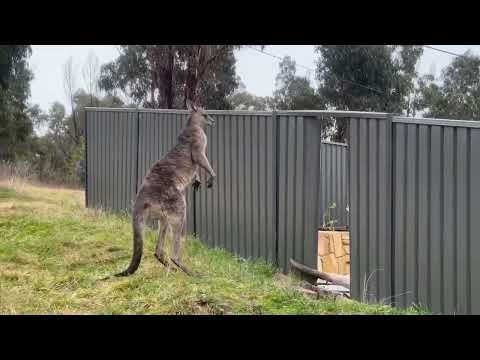 Youtube: damn kangaroos