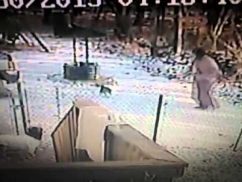 Youtube: Viewer Video: Cat attacks woman in the snow