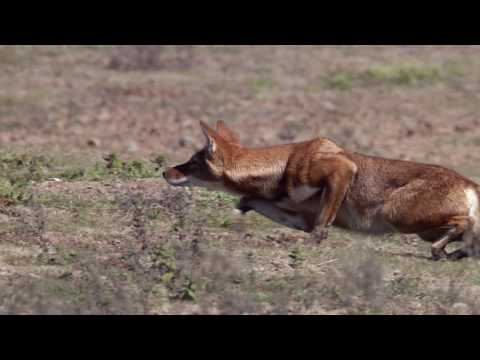 Youtube: Life - Stalking Ethiopian Wolf