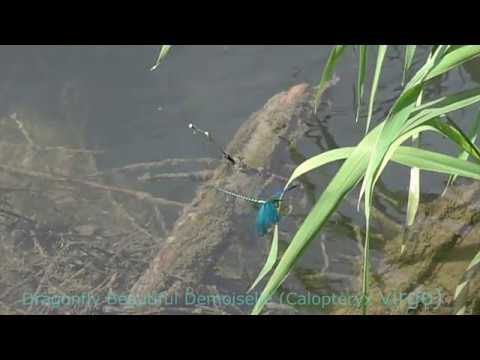 Youtube: The flights of a dragonfly Beautiful Demoiselle (Calopteryx virgo)