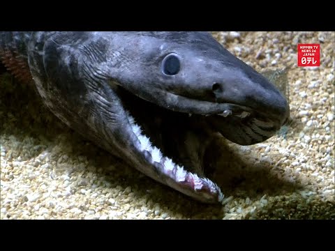 Youtube: "Living fossil" frilled shark dies in captivity