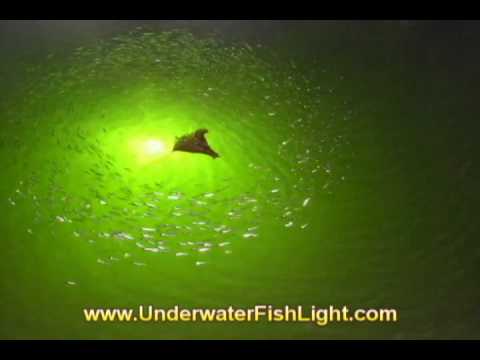 Youtube: Mystery Sea Creature Invades Underwater Lights - St. James City Florida