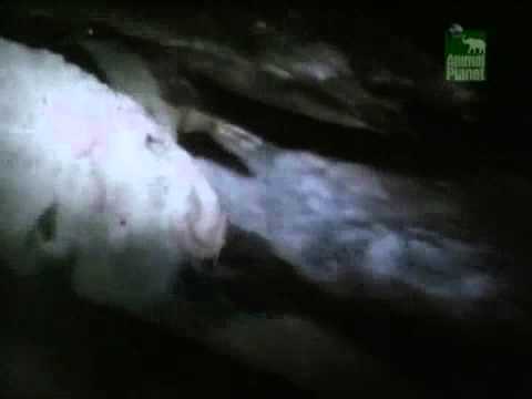 Youtube: Shocking - Kea eating sheep alive - Flesh eating parrot.mp4