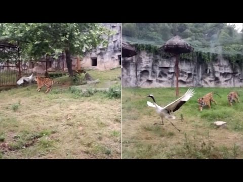 Youtube: Kranich nimmt es mit zwei Tigern auf