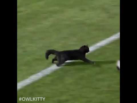 Youtube: Black cat runs on field AND SCORES A GOAL