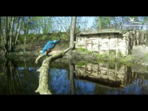 Youtube: CJ Wildlife/Vivara Webcams - 03.04.17 (Male Takes Over Brooding)