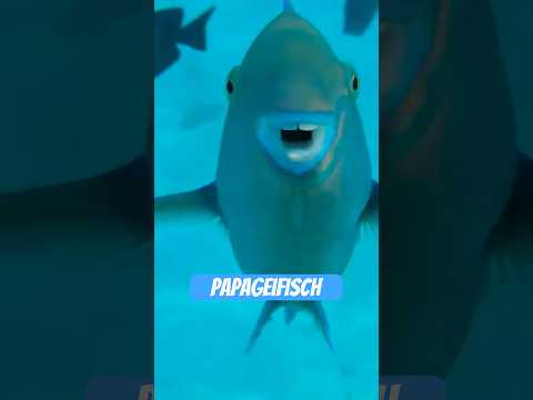 Youtube: Dieser Fisch baut Strände – mit seinem Hintern!