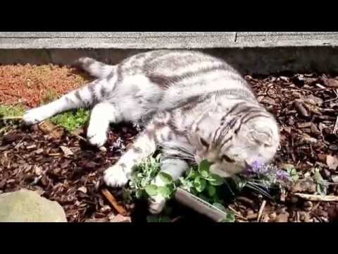 Youtube: Katze auf Drogen " Katzenminze" ( Cats on Drugs ) FUNNY VIDEO
