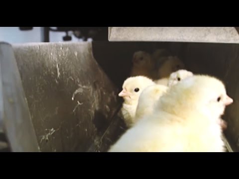 Youtube: Küken-Experiment: Würdest Du flauschige Küken in einen Schredder werfen?