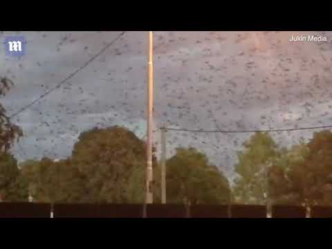 Youtube: Amazing Video: Australian town in Queensland overrun by thousands of bats.