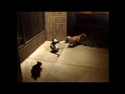 Youtube: Fox vs. Cat