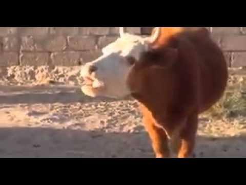 Youtube: Sprechende Kuh (lölölö)
