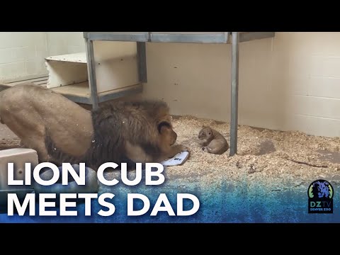Youtube: Denver Zoo lion cub meets dad for the first time