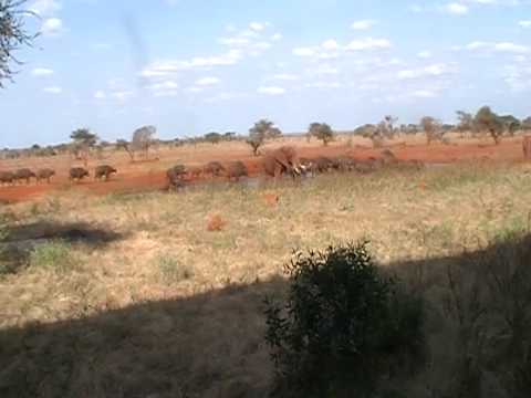 Youtube: Kenia Tasvo Ost-Wasserloch mit Büffel und Elefanten