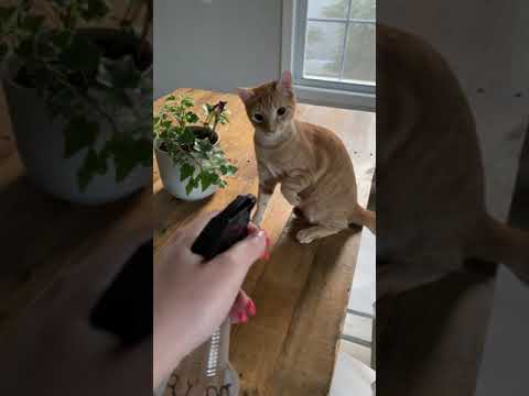 Youtube: Defiant cat slaps woman for threatening to spray him with a water bottle!