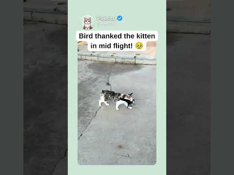 Youtube: Mid flight kitten thank you! 🥹