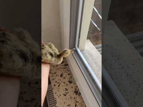 Youtube: wer braucht schon eine Fliegenklatsche #duckling #enten #cute #fliegenfischen #tiere #foryou