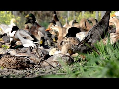 Youtube: Tierisch: Laufenten helfen im Weinberg