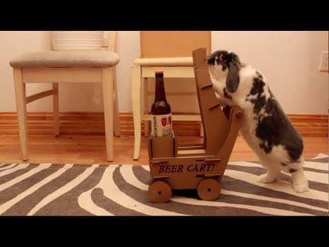 Youtube: I built my rabbit a cart and now he delivers me beer!