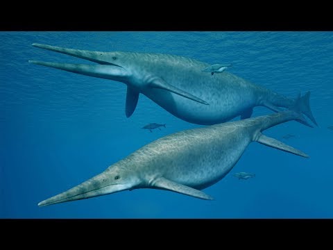 Youtube: Bigger Than A Blue Whale? A Giant 'Sea Dragon'