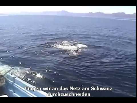 Youtube: Erstaunliche Entdeckung auf einem Wal