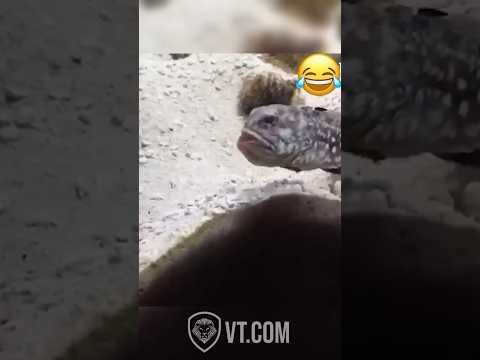 Youtube: Craziest Fish Fight Caught on Camera 🐠😂