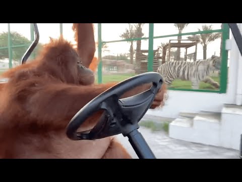 Youtube: Driving to the banana store