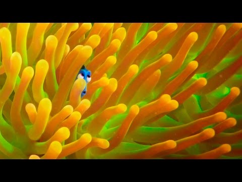 Youtube: Exclusive! A Brand New ‘Finding Dory’ Trailer