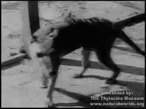 Youtube: Tasmanian Tiger/ thylacine combined footage