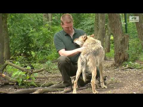 Youtube: Wölfe Baubewohner Wetter Höhle Schutz Vergleich Fuchs - Wolfcenter Dörverden - by schuhplus