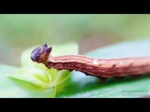 Youtube: Cat or caterpillar